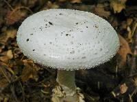 Amanita subcokeri image