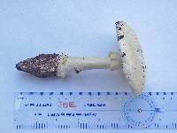 Amanita subcokeri image