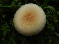 Amanita multisquamosa image