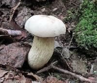 Retiboletus griseus image