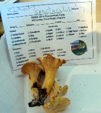 Cantharellus spectaculus image