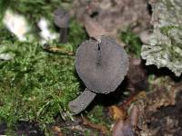 Helvella pezizoides image