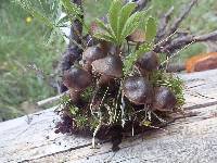 Cortinarius vernus image