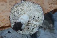 Russula variata image