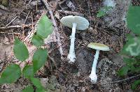 Amanita velatipes image