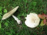 Amanita velatipes image