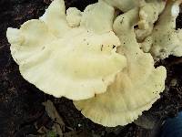 Laetiporus cincinnatus image