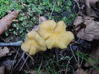 Craterellus lutescens image