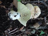 Leucopaxillus tricolor image