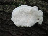 Trametes pubescens image