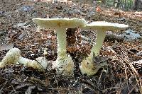 Amanita ravenelii image