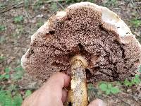 Tylopilus rubrobrunneus image