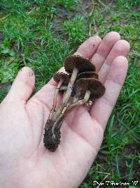 Psilocybe stuntzii image