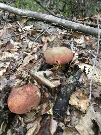 Boletus subluridellus image