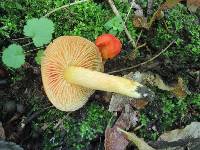 Hygrocybe aurantiosplendens image