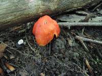 Hygrocybe aurantiosplendens image