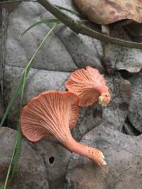 Cantharellus coccolobae image