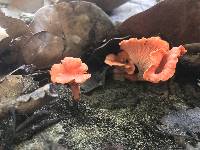 Cantharellus coccolobae image