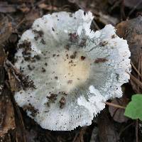 Russula parvovirescens image