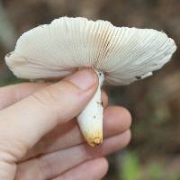 Russula parvovirescens image