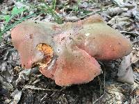 Boletus subluridellus image