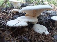 Pleurotus dryinus image