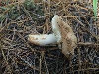 Russula romagnesiana image