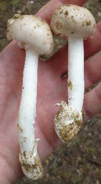 Amanita spreta image