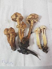 Pholiota terrestris image