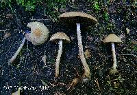 Psathyrella rigidipes image