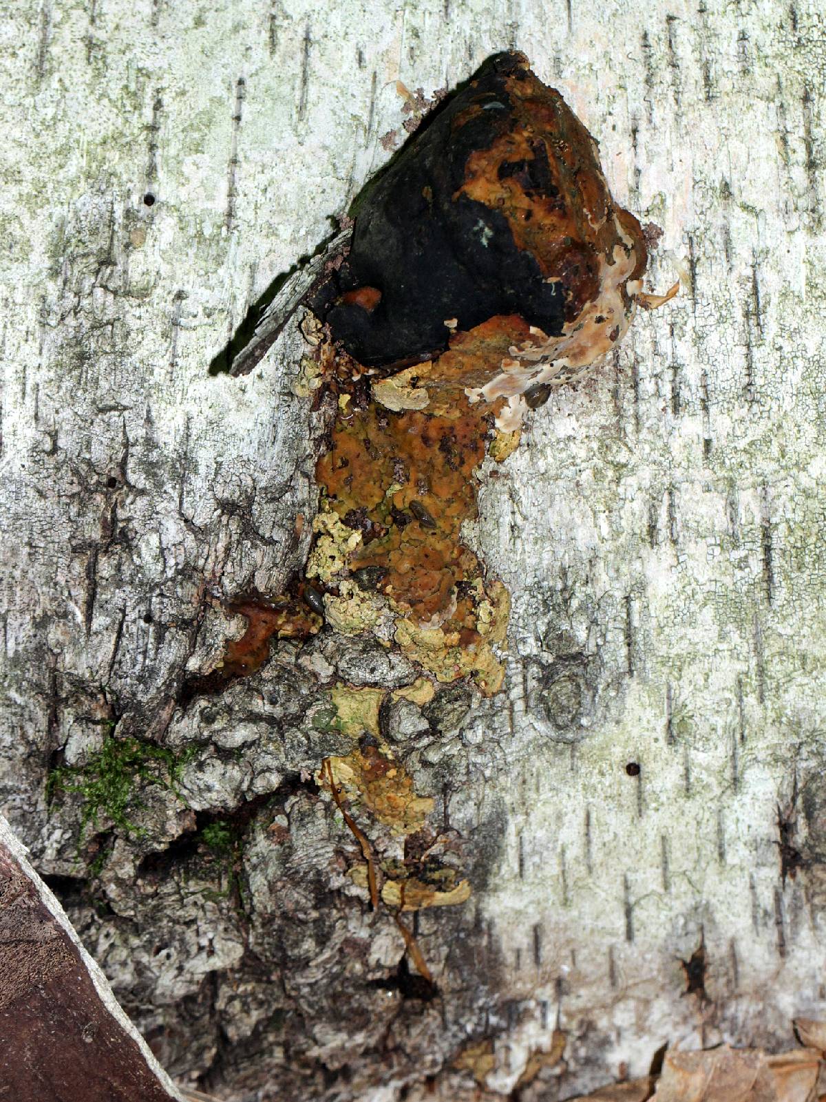 Phellinus lundellii image