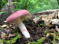 Russula mariae image