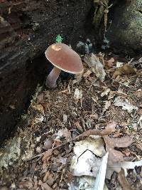 Austroboletus gracilis image