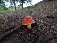 Amanita parcivolvata image