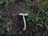 Amanita sect. Vaginatae image