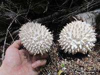 Calvatia sculpta image