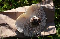 Amanita canescens image