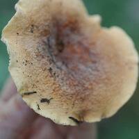 Lactarius volemus image