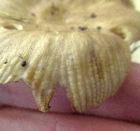 Russula pectinatoides image