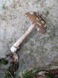 Amanita rhacopus image