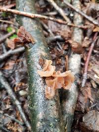 Phaeotremella frondosa image