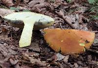 Boletus pallidoroseus image