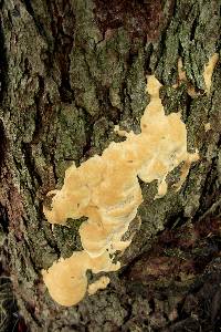 Ganoderma sessile image