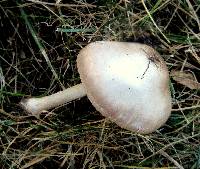 Pluteus petasatus image