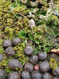 Panaeolus alcis image