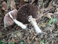Agaricus silvicola image