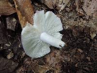 Russula redolens image