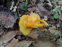 Hygrocybe squamulosa image