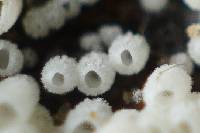 Henningsomyces candidus image