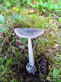 Amanita constricta image